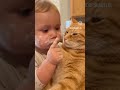 Baby vs Cat Reaction 😂❤️