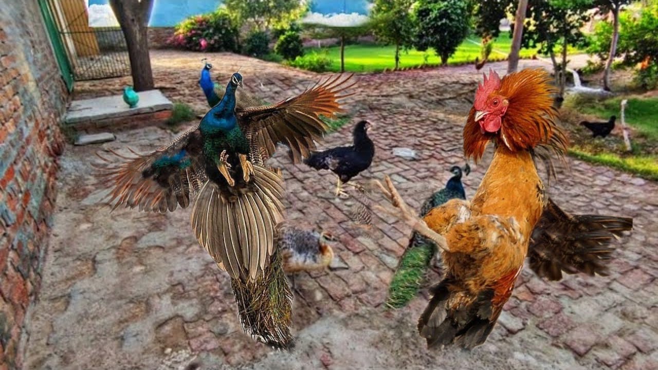 Mor Aur Murgi Ki Ladai Hogayi