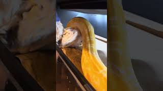 Feeding my Albino Burmese Python!!!
