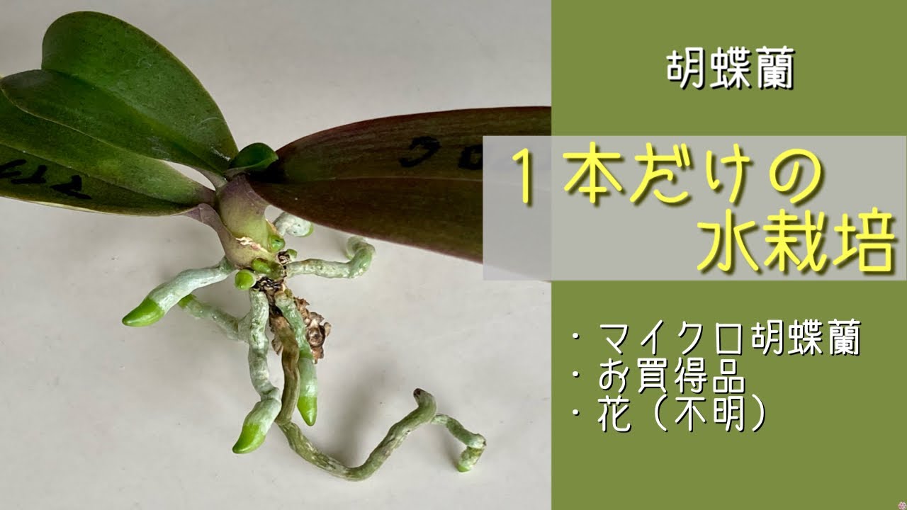 2023年6月22日 マイクロ胡蝶蘭 3年前のお買得品 花🌸不明 根っこ1本