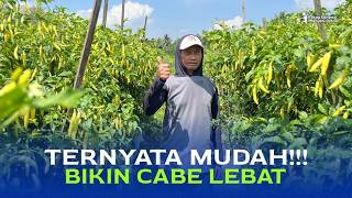 Cara Kocor yang Tepat agar Panen Cabe Terus Meningkat