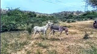Donkey Enjoy In Jungle Donkey Mating In Jungle