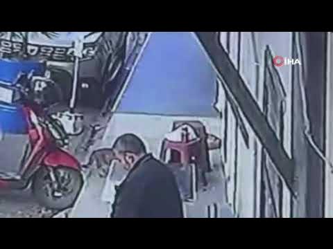 T&uuml;rkiye kapka&ccedil;ı kediyi konuşuyor