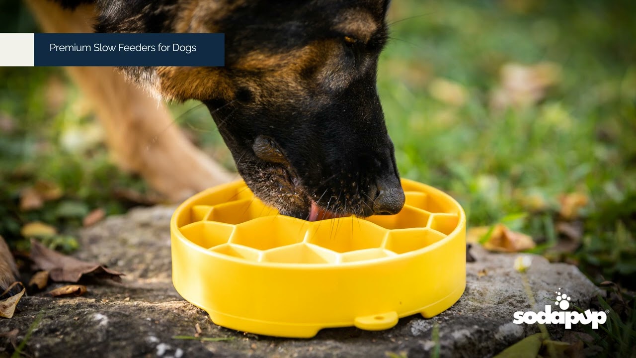 Honeycomb eBowl Deep Slow Feeder Dog Bowl for Enrichment | USA