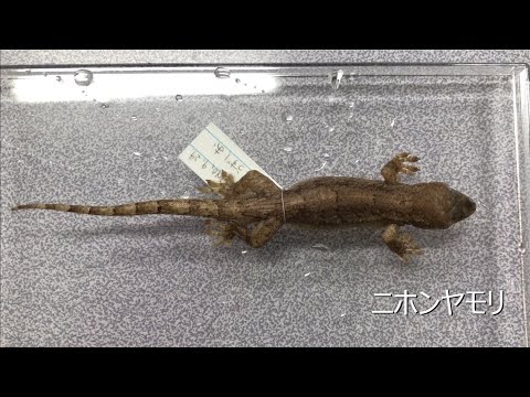 収蔵資料スペシャル企画「標本のミカタ～コレクションから新しい発見を