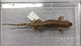 収蔵資料スペシャル企画「標本のミカタ～コレクションから新しい発見を