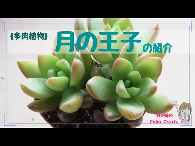 多肉植物 月の王子 の紹介 育て方メモ付き Succulent Plant Sedum Sedum Adolphi Youtube