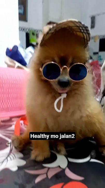 #anjing #pecintaanjing #pomeranian #fypyoutube #fyp #pendek #videopendek