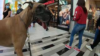 Cash 2.0 Great Dane visits an indoor shopping mall 19