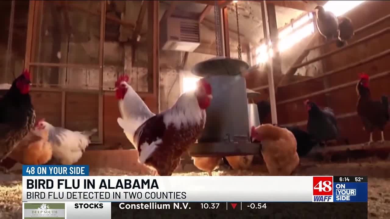 Bird Flu infects two flocks of chickens in Alabama - YouTube