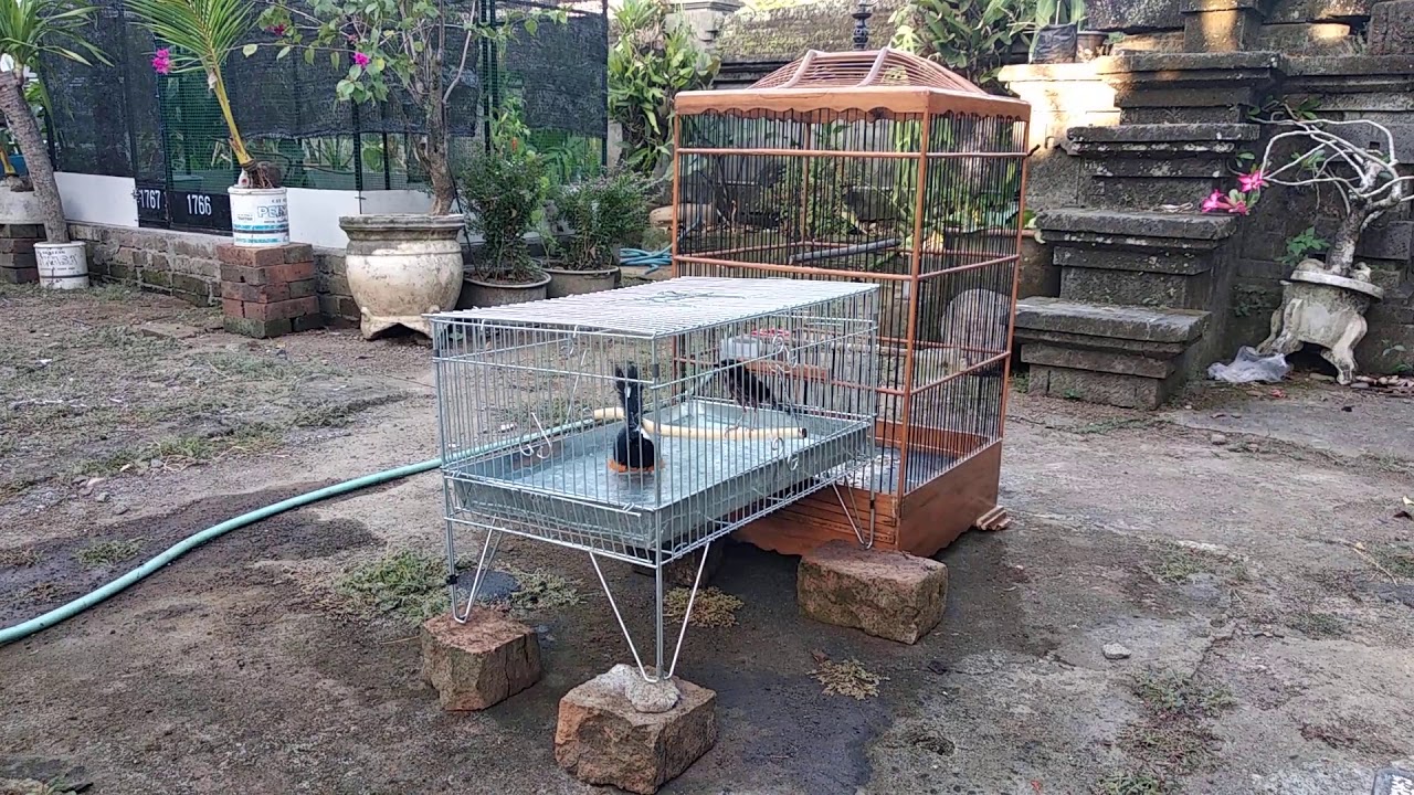 Menjodohkan burung murai batu 