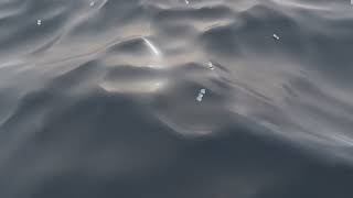 Dynamic Paint + Wave Experiment