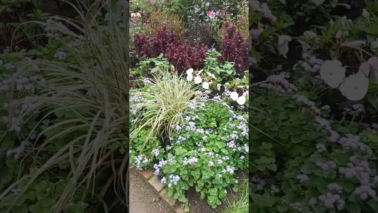 Цветочные зарисовки из Arboretum Ellerhoop  # Один из красивейших сaдов на севере Германии 🪷