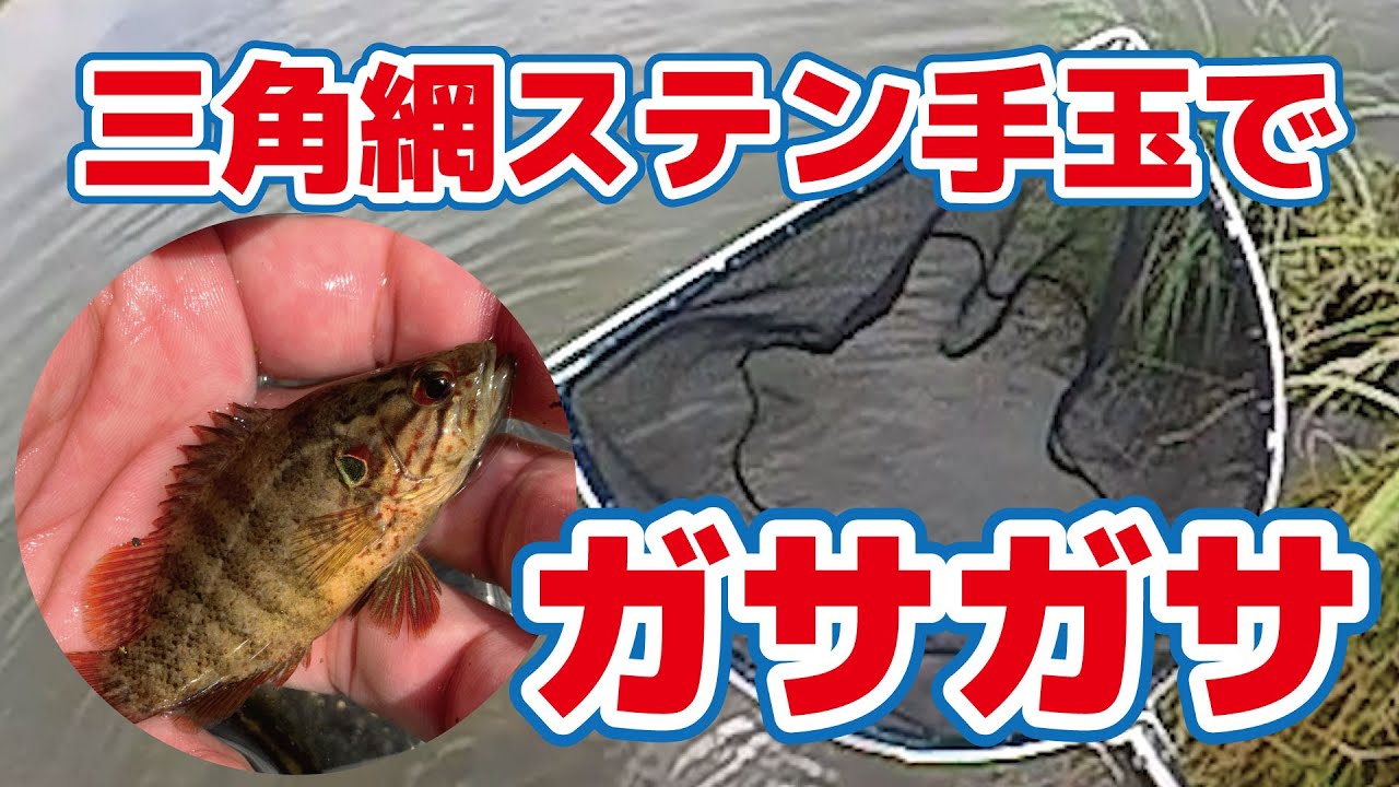 身近な川でガサガサやってみよう Youtube 身近な川でガサガサやってみよう Youtube