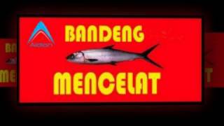 Bandeng Mencelat  [versi karaoke]