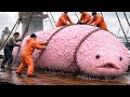 Fishermen Catch $420,000 Sea Cucumbers In One Day! (Dangerous Ocean Harvest)