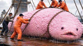 Fishermen Catch $420,000 Sea Cucumbers In One Day! (Dangerous Ocean Harvest)