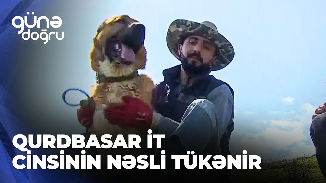 Günə doğru | Azərbaycanda qurdbasar it cinsinin nəsli tükənir