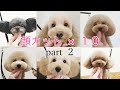 【Dog  grooming】顔カット集  part２　ザクザク切られていくのが見ていて気持ち良い!!（シュナウザー・トイプードル・ミックス犬）