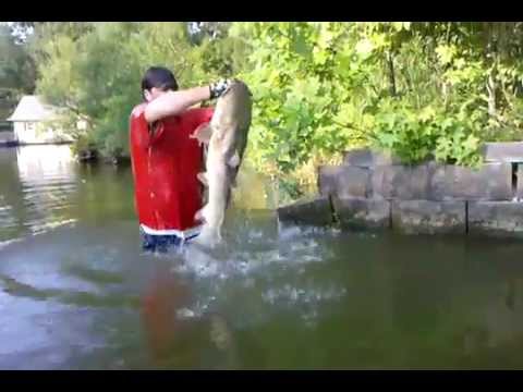 catfish noodling