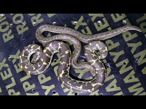 افعى الرمال الدساس البلدى   الساند بوا وكامل المعلومات عنها مع احمد الدكرونى