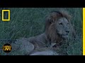Safari Live - Day 125 | National Geographic