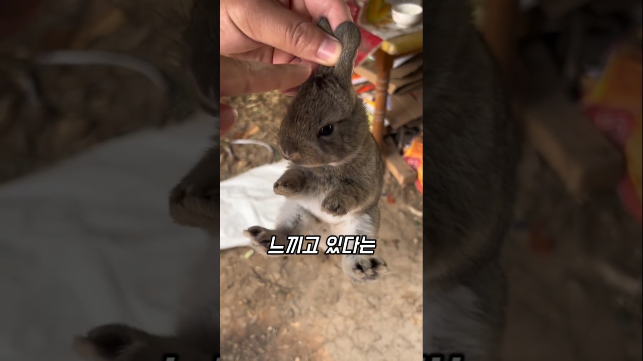 목덜미 잡힌 토끼가 비명 지르는 이유