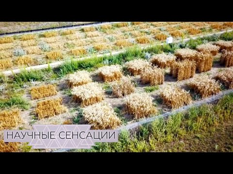 Научные сенсации. ГМО-революция - суперпродукты