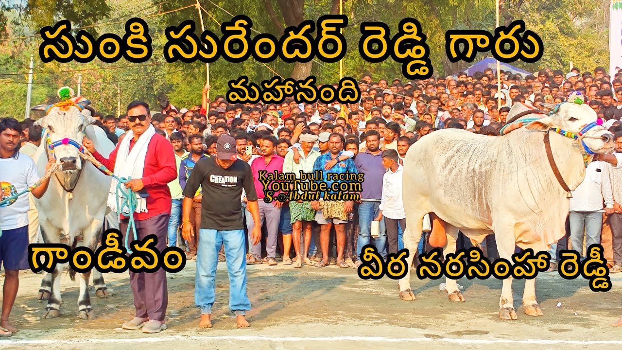 4k వీడియో ( SSR బుల్స్ )మహానంది సీనియర్స్ మొదటి బహుమతి విజేత (గాండీవం & వీర నరసింహారెడ్డి )🦁🦁