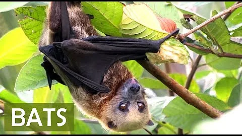 BATS! About Fruit Bats for Kids - FACTS ABOUT BATS