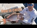 How to catch monster mutton snapper | Florida Keys {Catch Clean Cook}