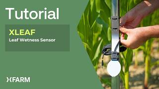 xLeaf - Leaf Wetness Sensor | Installation tutorial