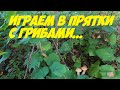 Тихая охота удалась! После дикой жары начали появляться грибы! Белые грибы в августе.