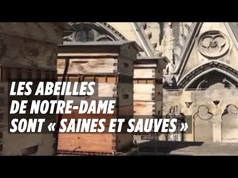 Vidéo: Les Abeilles De Notre Dame Sont En Sécurité