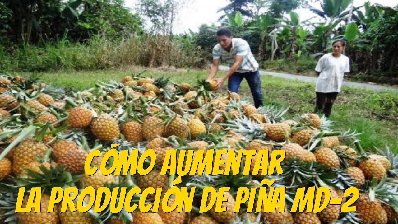 Aumenta la demanda de exportación de la piña MD 2 - YouTube