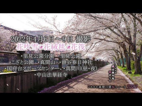 8K『桜の花吹雪・花絨毯・花筏』(2022年4月6日～9日撮影）