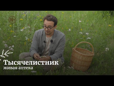 ТЫСЯЧЕЛИСТНИК при растройствах пищеварения // Рецепт масла / Как употреблять / Живая аптека / #2