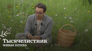 видео: ТЫСЯЧЕЛИСТНИК при растройствах пищеварения // Рецепт масла / Как употреблять / Живая аптека / #2 картинка: ТЫСЯЧЕЛИСТНИК при растройствах пищеварения // Рецепт масла / Как употреблять / Живая аптека / #2