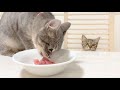 Two kittens who ate tuna sashimi for the first time
