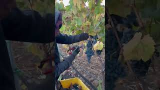 Cosecha de un petit verdot uva para vino #shortsyoutube #cosecha