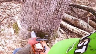 395 Husqvarna cutting large Hard wood‼️