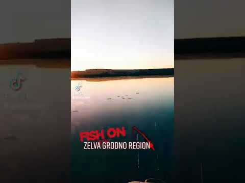 Зельва рыбалка🐟