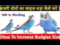 How To Increase Budgies Size | Bajri Toto Ka Size Kase Badhaen | Birds Size Increase kaise karen