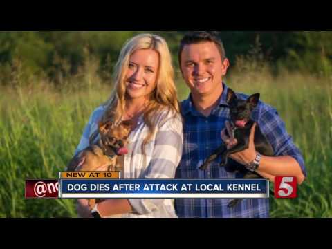 family-pet-killed-in-doggy-daycare-attack