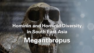 Windows into Human diversity: Hominin and Hominid Diversity in South East Asia (Meganthropus) 4/6