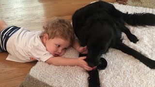 Mother says hotel denied son's service dog