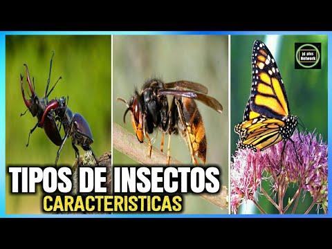 🐝Tipos de insectos - Características y Nombres 🐞🐛