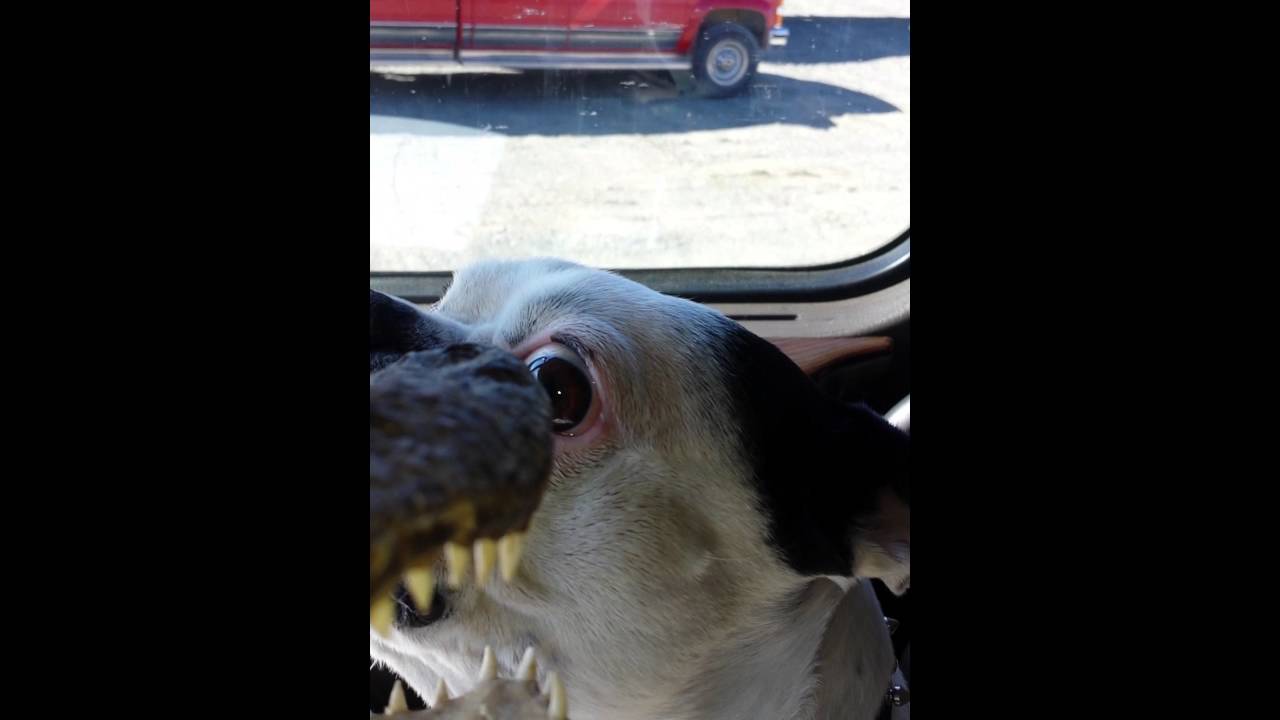 ALLIGATOR ATTACKS DOG YouTube