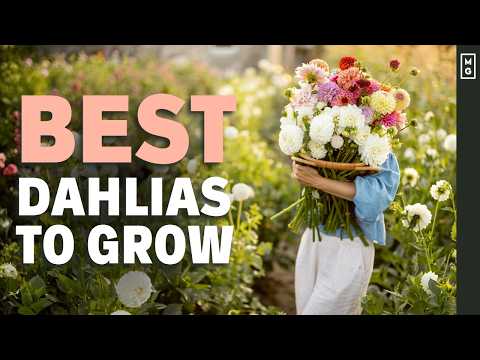 BEST DAHLIAS To Grow On The Flower Farm | Plus My TOP Pro Tips! thumbnail