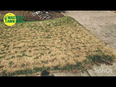 Why does my Zoysia lawn look tiger striped?